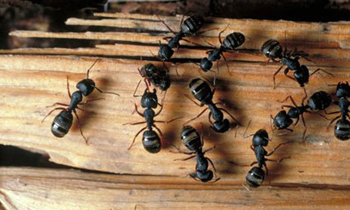 ants-removal-launceston