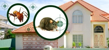 pest-control-burnie