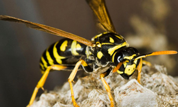 wasps-removal-launceston